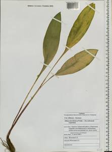 Allium microdictyon Prokh., Siberia, Baikal & Transbaikal region (S4) (Russia)