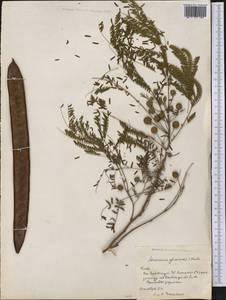 Leucaena leucocephala (Lam.)de Wit, America (AMER) (Cuba)