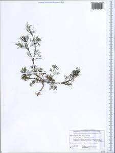 Cyclospermum leptophyllum (Pers.) Sprague, Caucasus, Black Sea Shore (from Novorossiysk to Adler) (K3) (Russia)