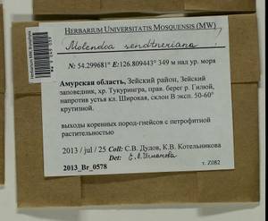 Molendoa sendtneriana (Bruch & Schimp.) Limpr., Bryophytes, Bryophytes - Russian Far East (excl. Chukotka & Kamchatka) (B20) (Russia)