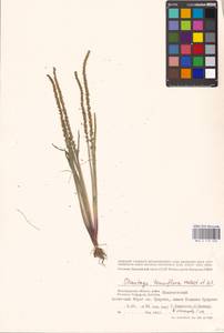 Plantago tenuiflora Waldst. & Kit., Eastern Europe, Lower Volga region (E9) (Russia)