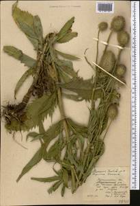 Dipsacus strigosus Willd., Middle Asia, Northern & Central Kazakhstan (M10) (Kazakhstan)
