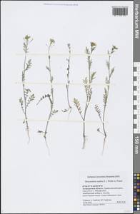 Descurainia sophia (L.) Webb ex Prantl, Eastern Europe, Lower Volga region (E9) (Russia)