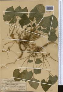 Viola suavis M.Bieb., Middle Asia, Western Tian Shan & Karatau (M3) (Kazakhstan)