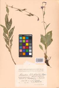 Adenophora liliifolia (L.) A.DC., Eastern Europe, Lower Volga region (E9) (Russia)