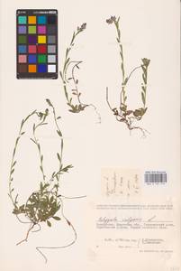 Polygala vulgaris L., Eastern Europe, Belarus (E3a) (Belarus)