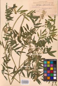 Galega officinalis L., Eastern Europe, Moldova (E13a) (Moldova)