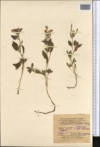 Tournefortia sogdiana (Bunge) Popov, Middle Asia, Karakum (M6) (Turkmenistan)