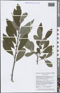 Salix cinerea L., Eastern Europe, Northern region (E1) (Russia)