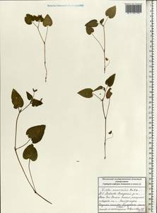 Viola ruppii All., Eastern Europe, Moscow region (E4a) (Russia)