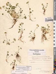 Chrysosplenium wrightii subsp. saxatile (Khokhr.) Vorosch., Siberia, Chukotka & Kamchatka (S7) (Russia)