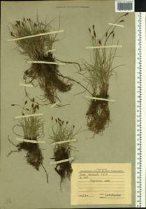 Carex duriuscula C.A.Mey., Siberia, Yakutia (S5) (Russia)