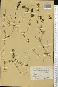Hydrilla verticillata (L.f.) Royle, Siberia, Western (Kazakhstan) Altai Mountains (S2a) (Kazakhstan)