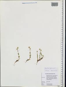 Cerastium alpinum L., Eastern Europe, Northern region (E1) (Russia)