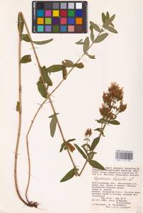 Hypericum hirsutum L., Eastern Europe, Lower Volga region (E9) (Russia)