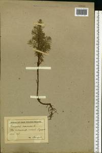Juniperus communis L., Eastern Europe, Lower Volga region (E9) (Russia)
