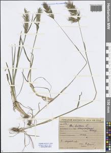 Poa bulbosa L., Middle Asia, Syr-Darian deserts & Kyzylkum (M7) (Uzbekistan)