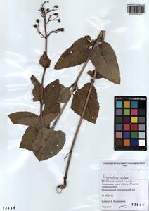 Scrophularia nodosa L., Siberia, Altai & Sayany Mountains (S2) (Russia)