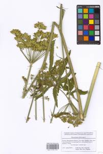 Heracleum sphondylium subsp. sibiricum (L.) Simonk., Eastern Europe, Moscow region (E4a) (Russia)