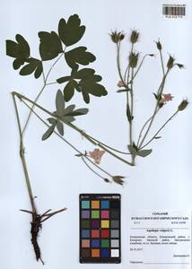 Aquilegia vulgaris L., Siberia, Altai & Sayany Mountains (S2) (Russia)