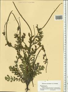Glaucium corniculatum (L.) Rudolph, Eastern Europe, Moscow region (E4a) (Russia)