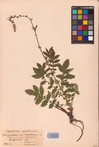 Agrimonia eupatoria L., Eastern Europe, Central region (E4) (Russia)