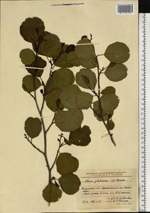 Alnus glutinosa (L.) Gaertn., Eastern Europe, Central region (E4) (Russia)