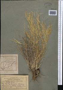 Stipagrostis plumosa (L.) Munro ex T.Anderson, Middle Asia, Pamir & Pamiro-Alai (M2) (Tajikistan)
