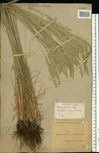 Koeleria pyramidata (Lam.) P.Beauv., Eastern Europe, North Ukrainian region (E11) (Ukraine)