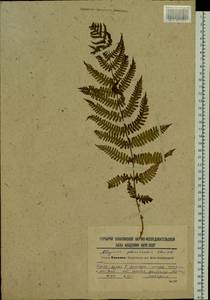 Deparia pterorachis (Christ) M. Kato, Siberia, Russian Far East (S6) (Russia)