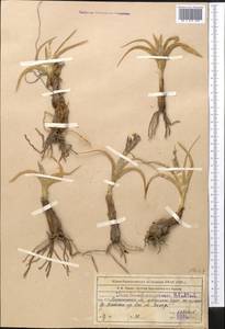 Iris kuschakewiczii B.Fedtsch., Middle Asia, Northern & Central Tian Shan (M4) (Kazakhstan)