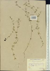 Galium uliginosum L., Siberia, Altai & Sayany Mountains (S2) (Russia)
