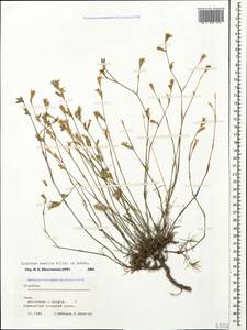 Dianthus humilis Willd. ex Ledeb., Crimea (KRYM) (Russia)