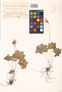 Primula jesoana Miq., South Asia, South Asia (Asia outside ex-Soviet states and Mongolia) (ASIA) (Japan)