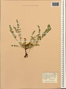 Astragalus dolichophyllus Pall., Caucasus, Krasnodar Krai & Adygea (K1a) (Russia)