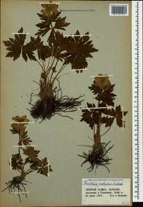 Trollius ranunculinus (Sm.) Stearn, Caucasus, Stavropol Krai, Karachay-Cherkessia & Kabardino-Balkaria (K1b) (Russia)