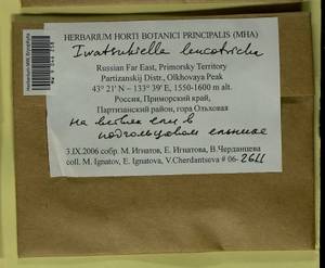 Iwatsukiella leucotricha (Mitt.) W.R. Buck & H.A. Crum, Bryophytes, Bryophytes - Russian Far East (excl. Chukotka & Kamchatka) (B20) (Russia)