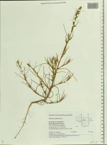 Salsola collina Pall., Eastern Europe, Central region (E4) (Russia)