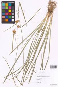 Carex flava L., Eastern Europe, North-Western region (E2) (Russia)