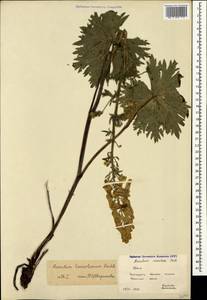 Aconitum lycoctonum subsp. lasiostomum (Rchb.) Warncke, Crimea (KRYM) (Russia)