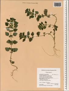 Urtica urens L., South Asia, South Asia (Asia outside ex-Soviet states and Mongolia) (ASIA) (Cyprus)