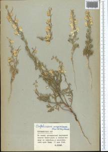 Delphinium camptocarpum Fisch. & C.A.Mey., Middle Asia, Karakum (M6) (Turkmenistan)