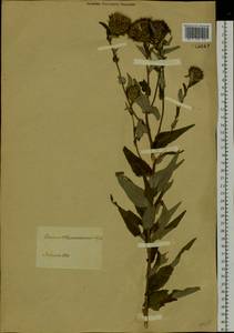 Cirsium vlassovianum Fisch. ex DC., Siberia, Baikal & Transbaikal region (S4) (Russia)