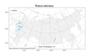 Rubus odoratus L., Atlas of the Russian Flora (FLORUS) (Russia)