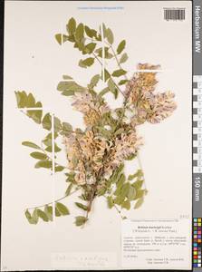 Robinia ambigua Poir., Caucasus, Krasnodar Krai & Adygea (K1a) (Russia)