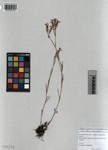 KUZ 004 410, Dianthus chinensis, Siberia, Altai & Sayany Mountains (S2) (Russia)