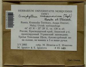 Cirriphyllum crassinervium (Taylor ex Wilson) Loeske & M. Fleisch., Bryophytes, Bryophytes - North Caucasus & Ciscaucasia (B12) (Russia)