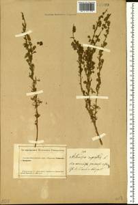 Artemisia rupestris L., Siberia, Altai & Sayany Mountains (S2) (Russia)