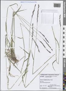 Elymus mutabilis (Drobow) Tzvelev, Siberia, Central Siberia (S3) (Russia)
