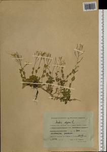 Arabis alpina L., Siberia, Western Siberia (S1) (Russia)
